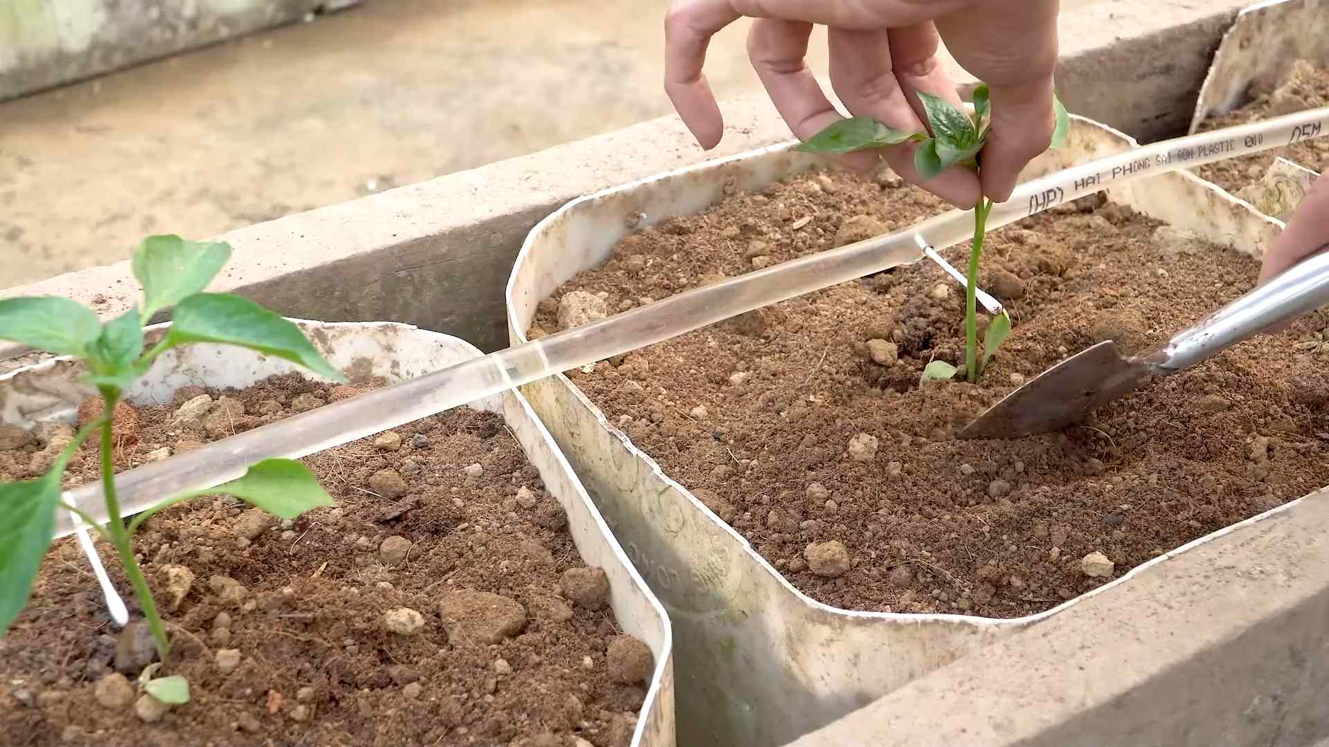 Paprika Anbau im Topf