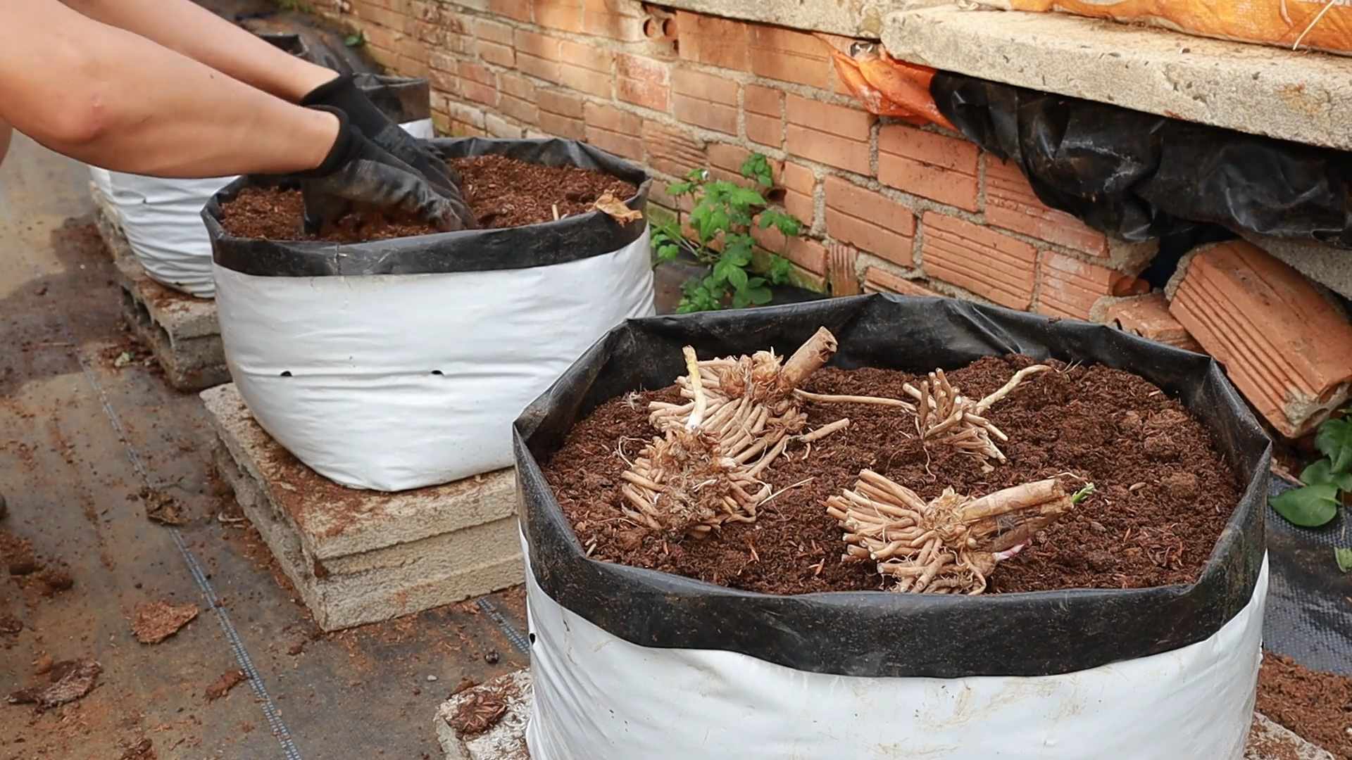 Spargel im Garten anbauen