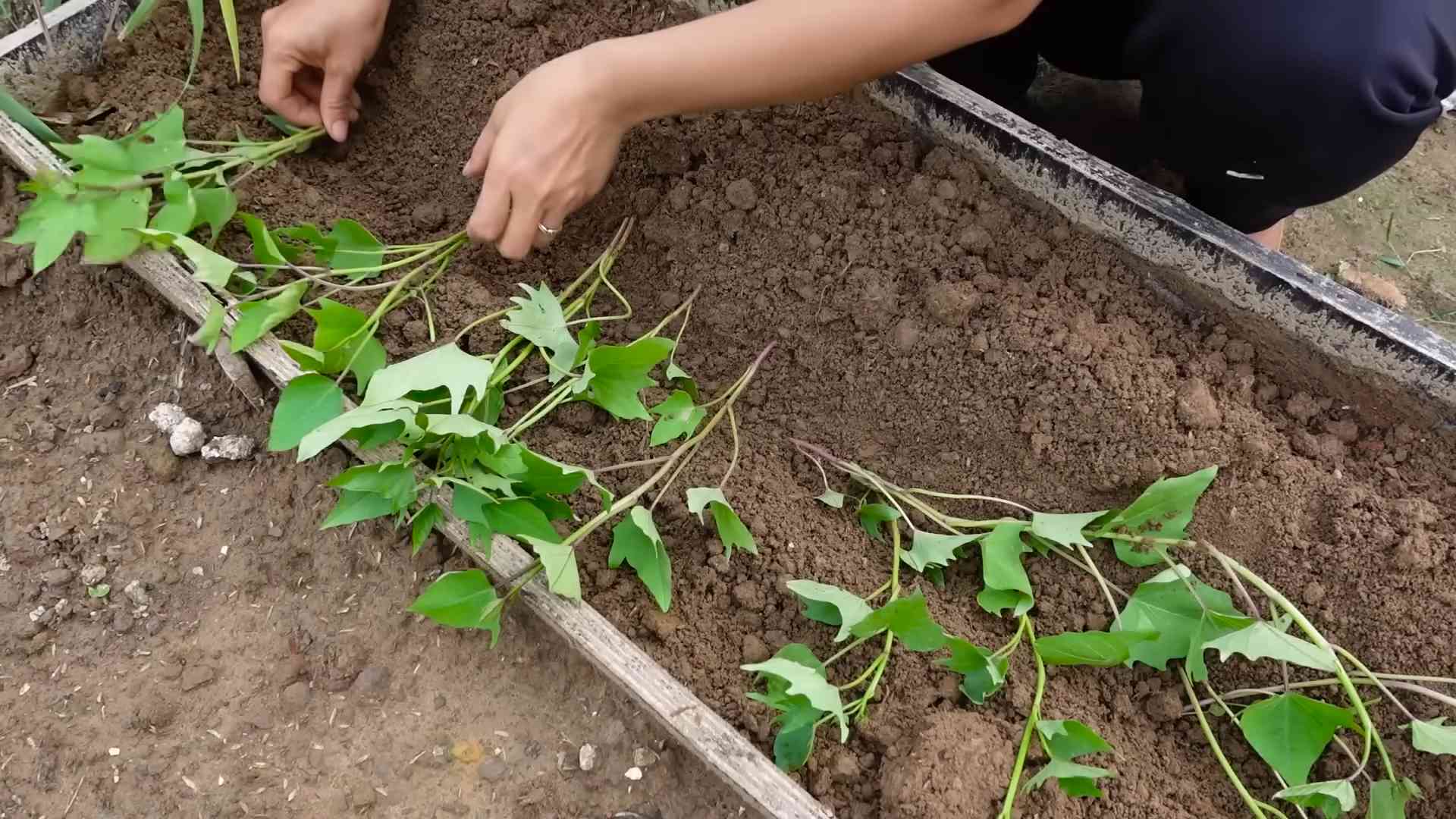 Süßkartoffeln im Garten anbauen