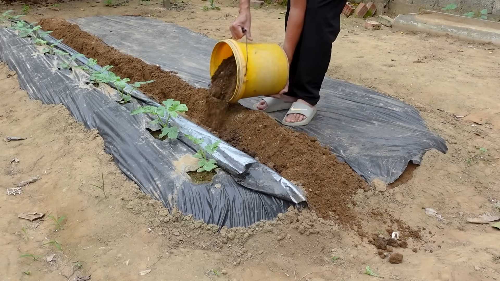 Wassermelone Anbau im Garten