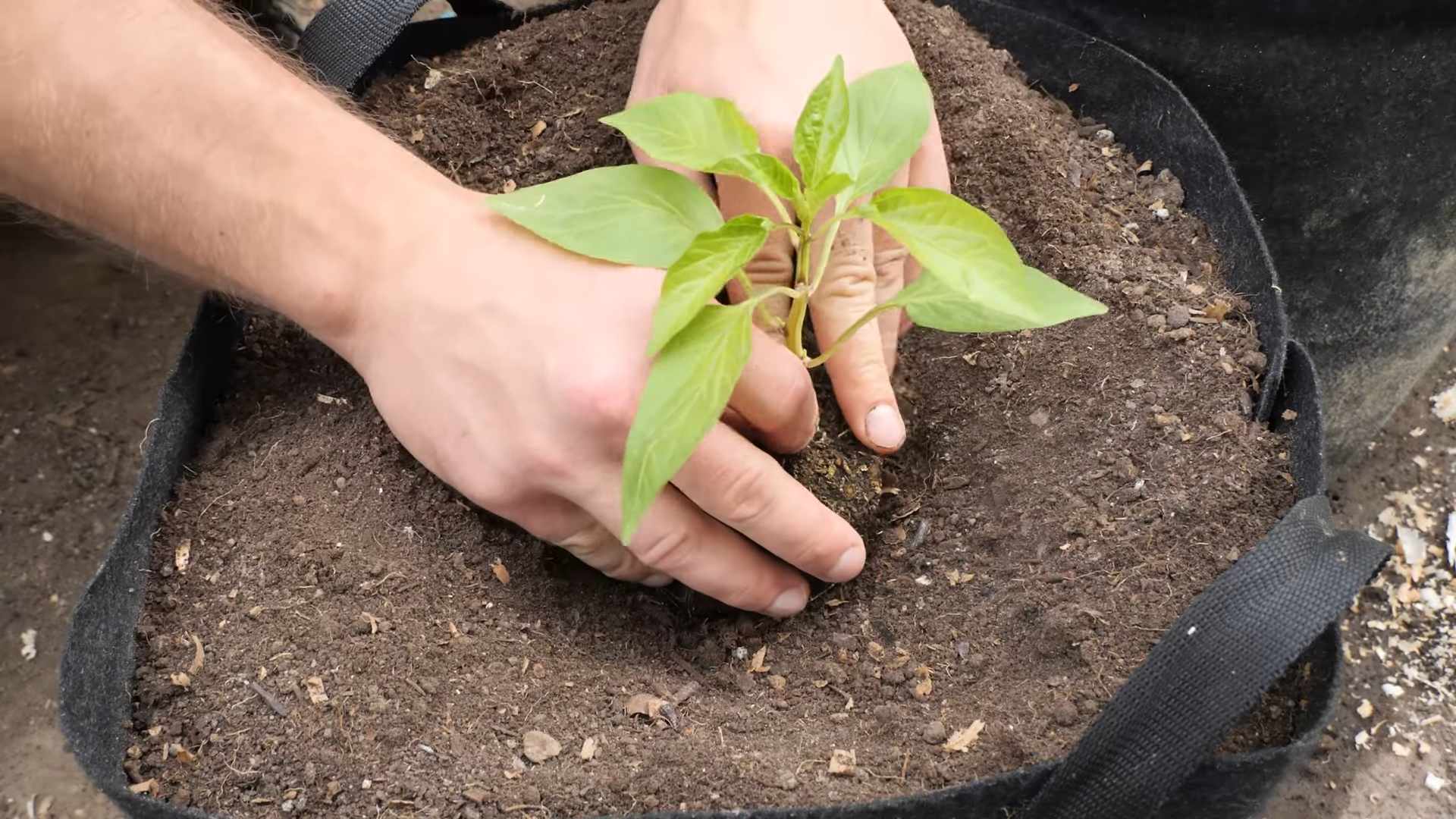 Indoor Paprika Anbau