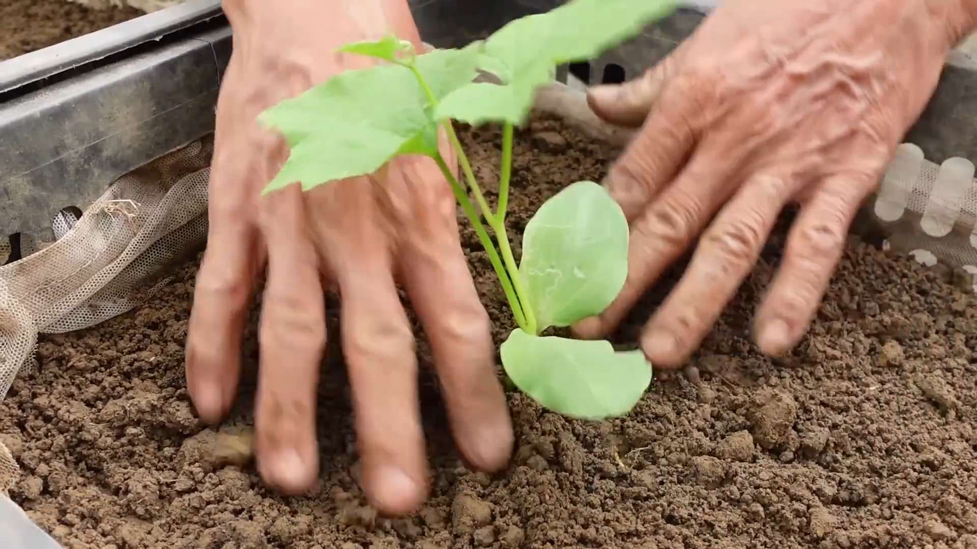 Luffa Anbau Erfolgreich Durchführen