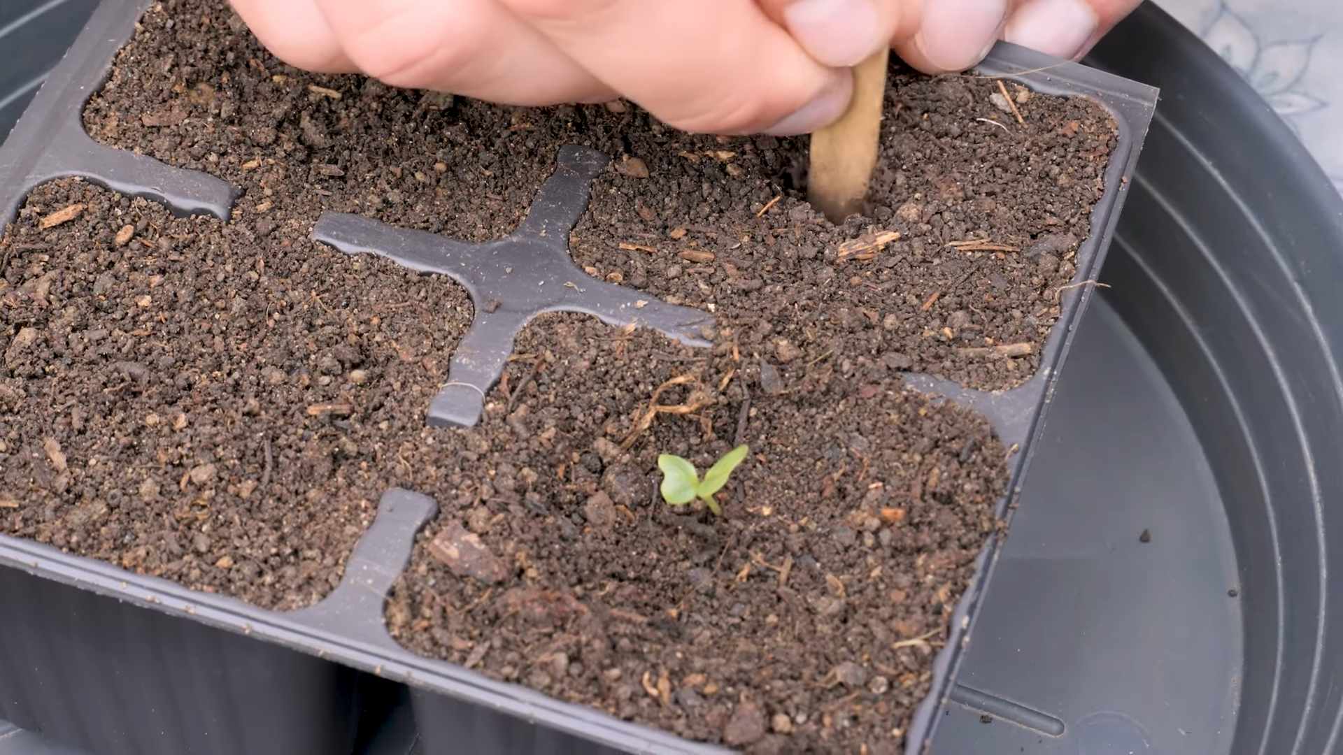Romanesco im Topf anbauen