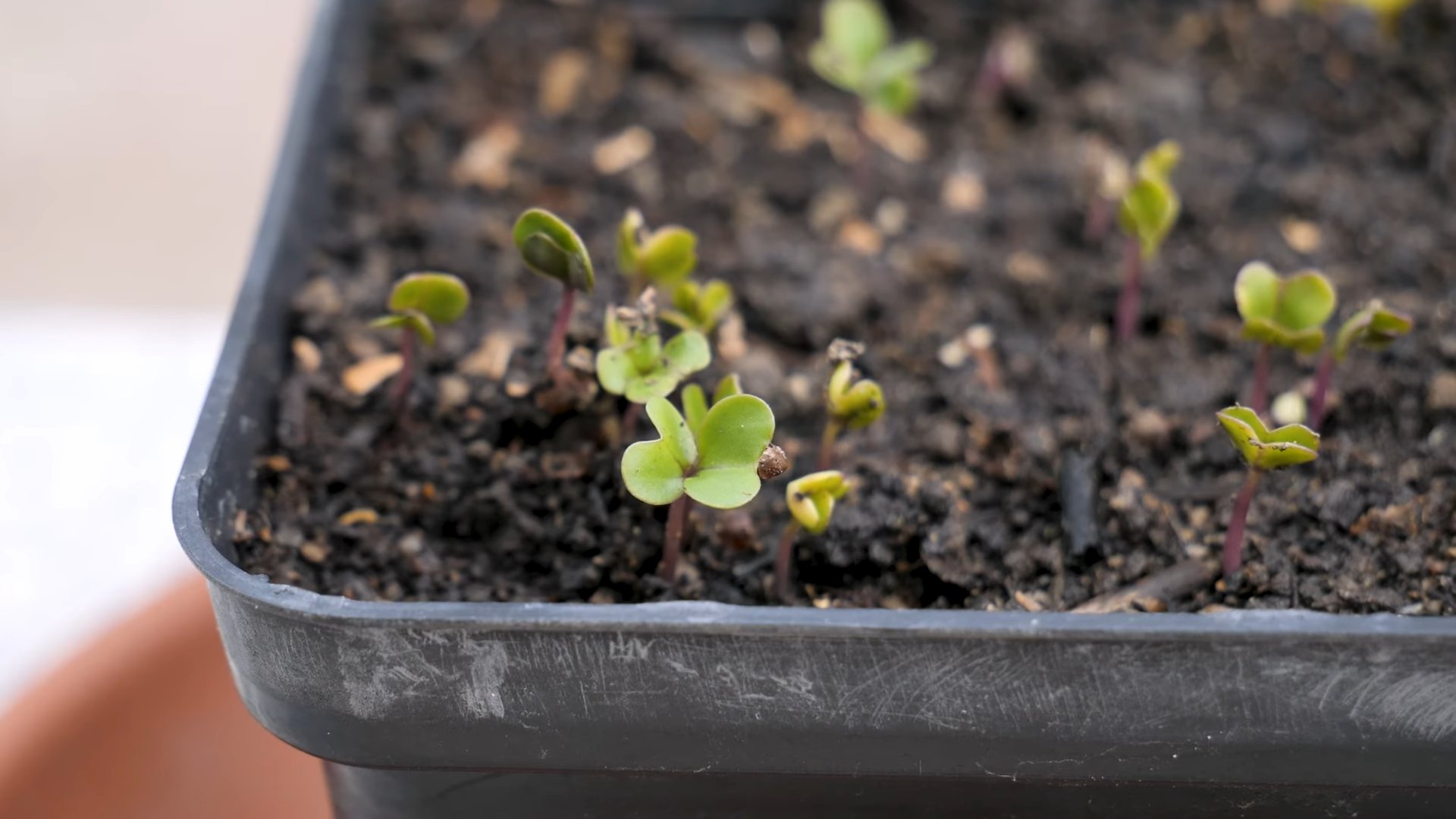 Brüsselkohl Anbau Innenbereich