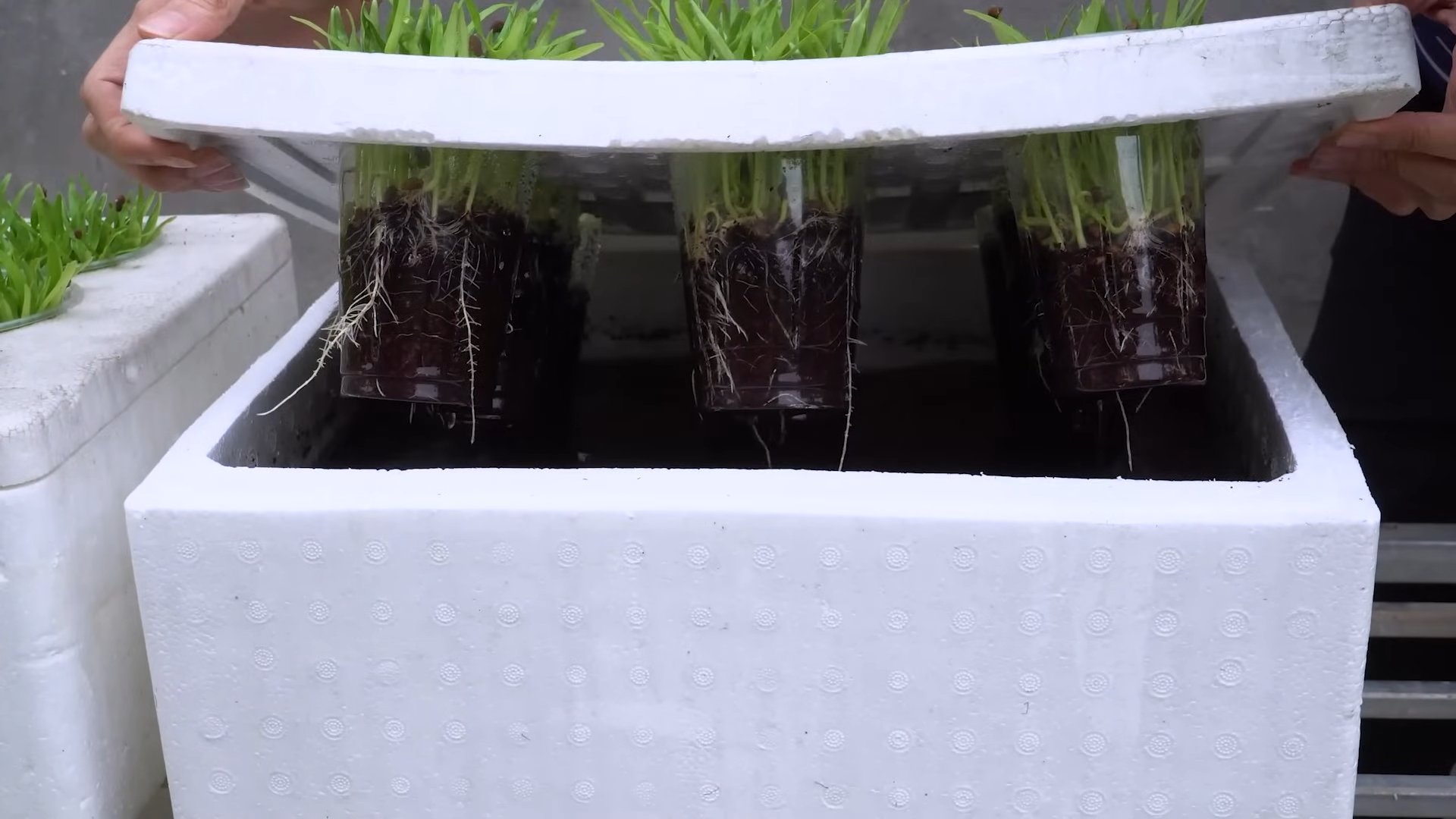 Wasserspinat Anbau Anleitung