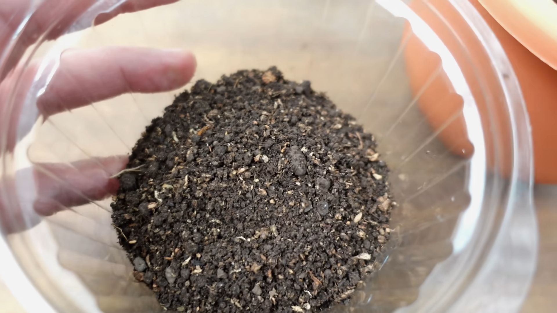 Blaubeeren selber anpflanzen