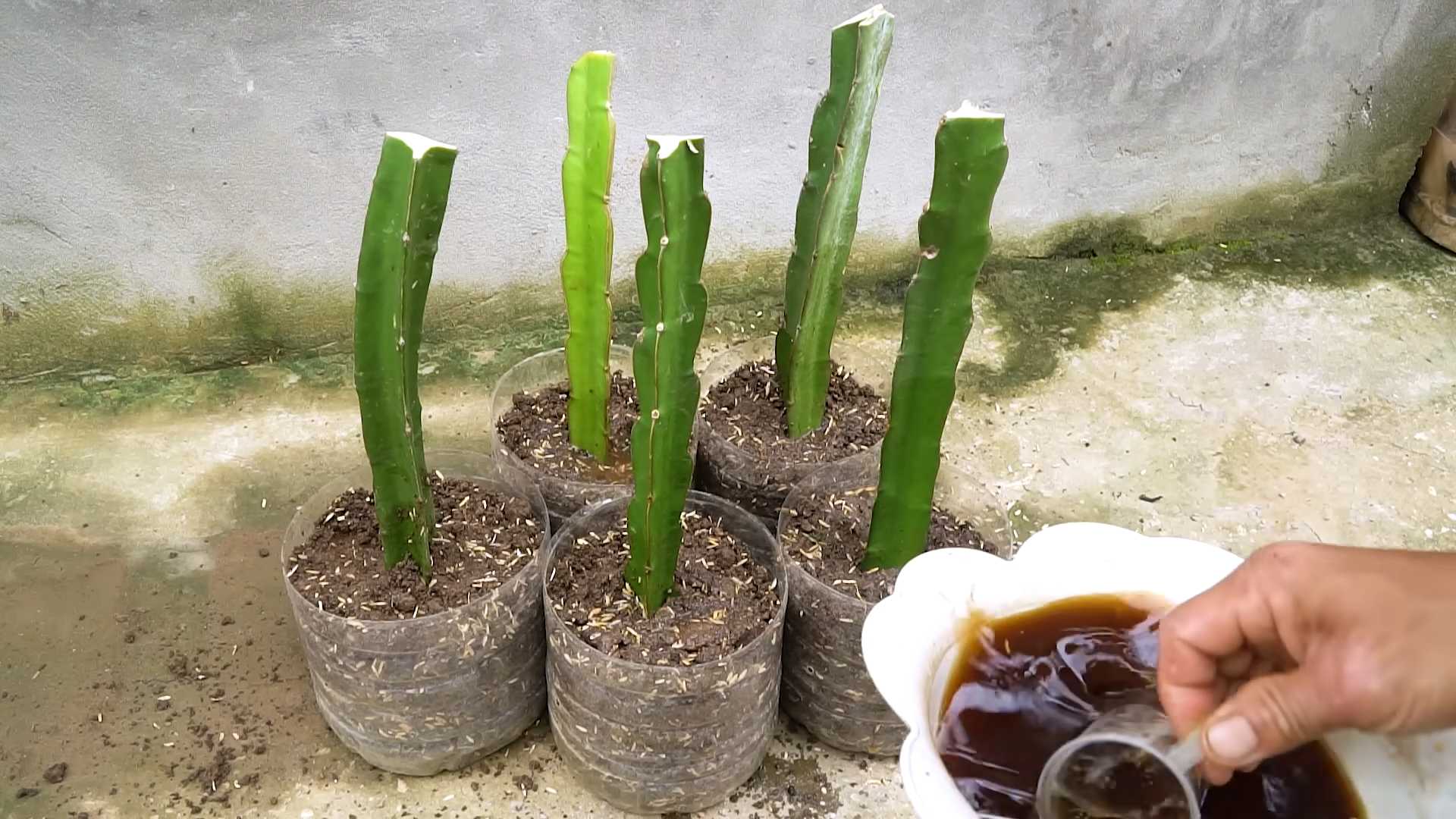 Drachenfrucht Anbau Zuhause