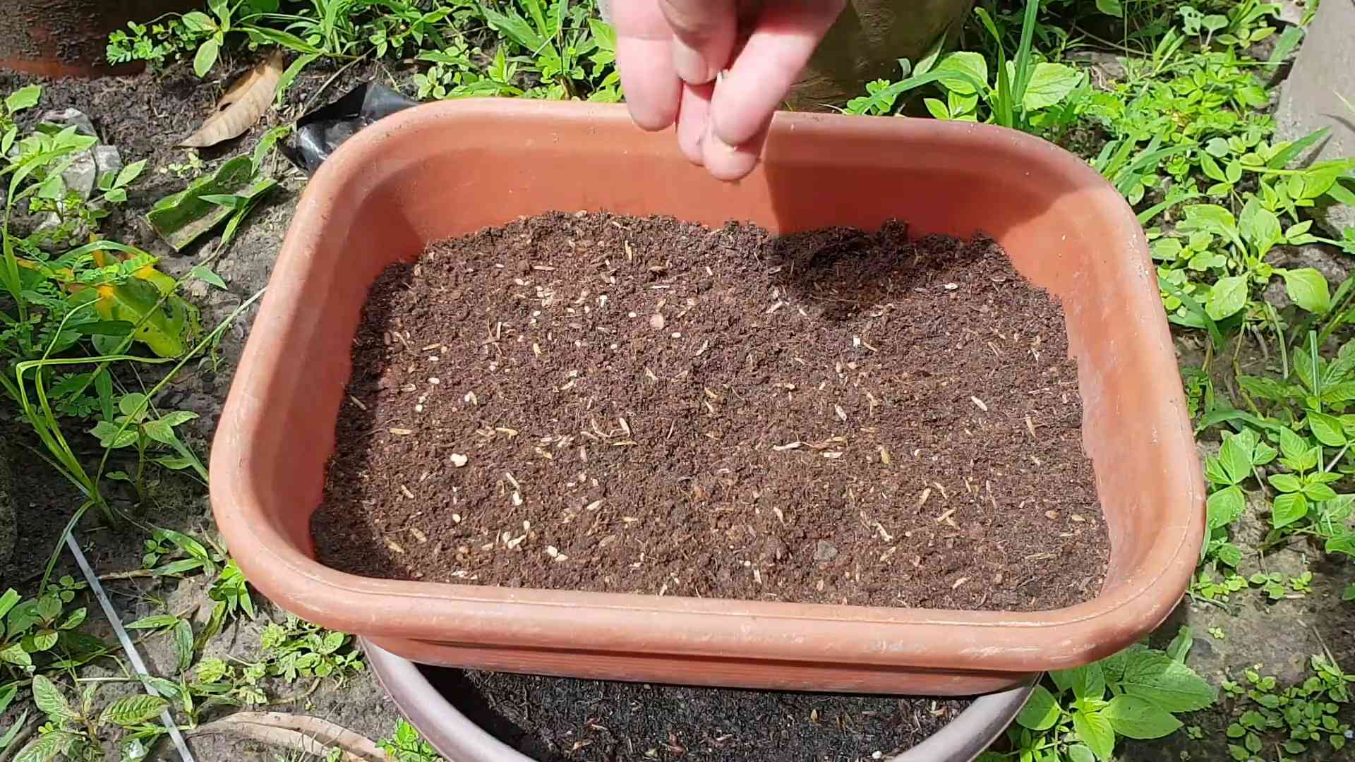 Tomatenpflanzen Küche selber ziehen