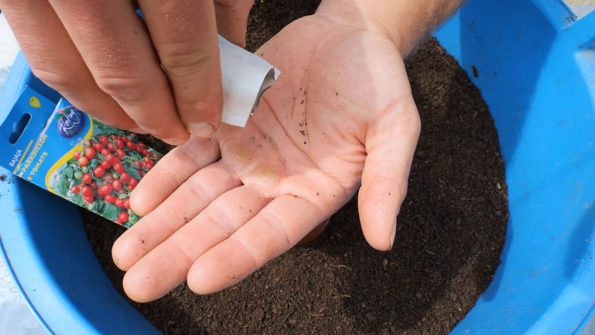 Kirschtomaten Anbau einfach gemacht
