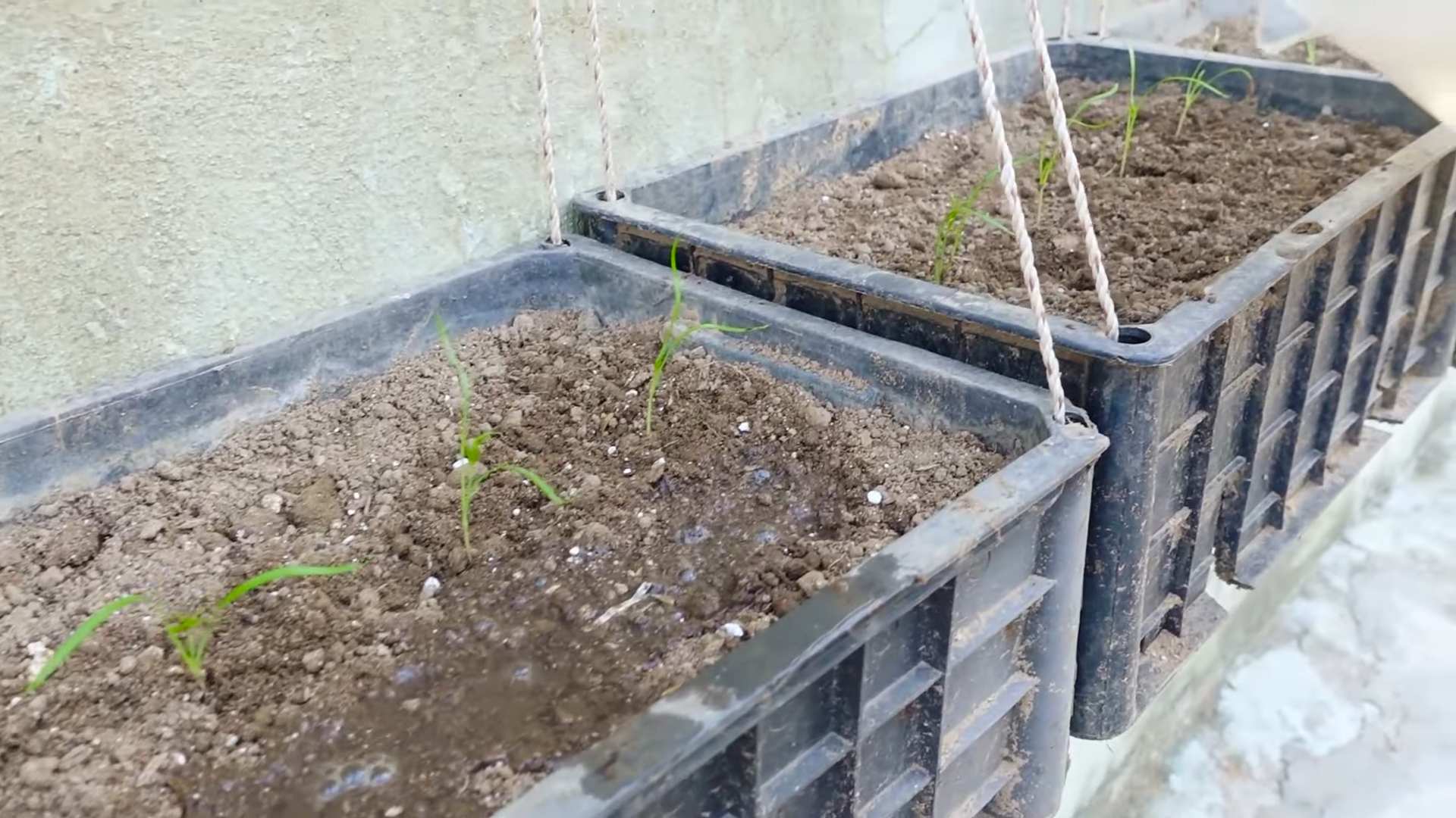 Dill anbauen Küche