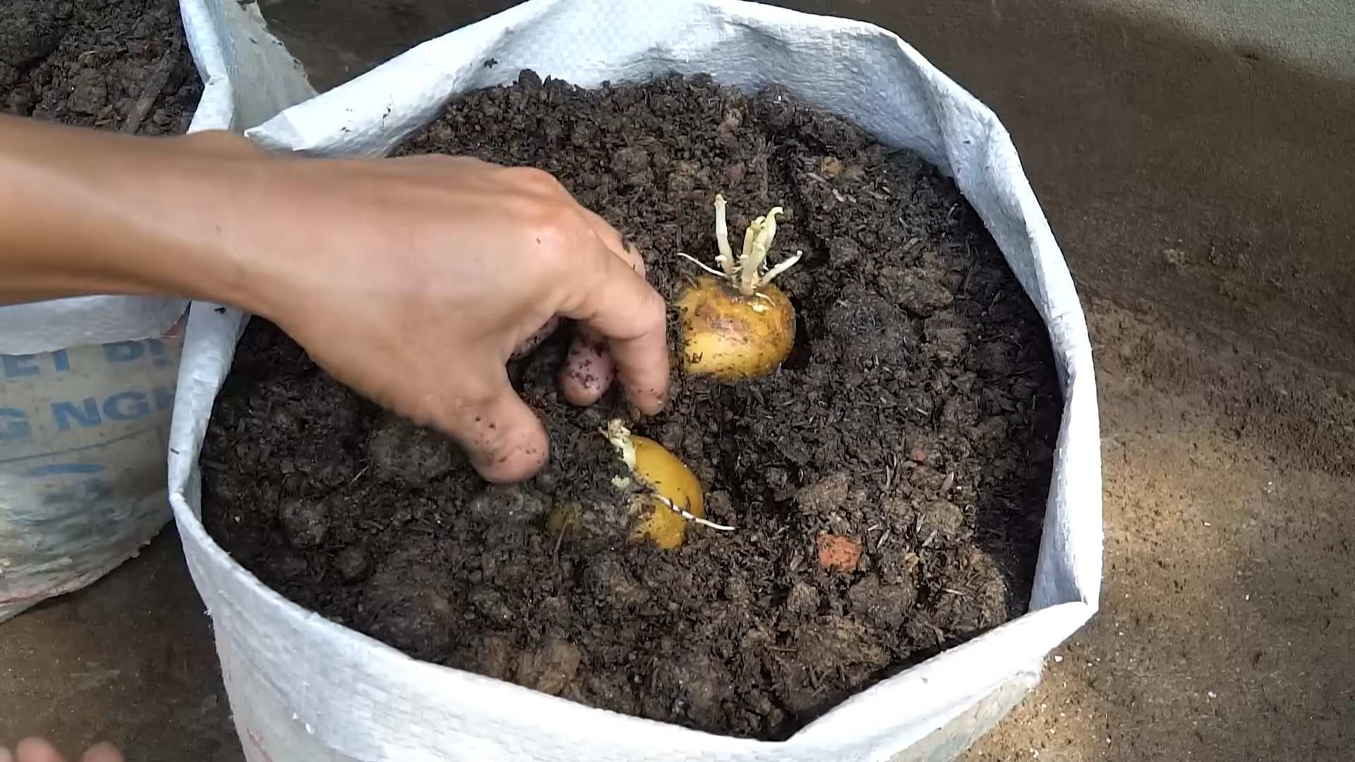 Kartoffeln anbauen einfach gemacht