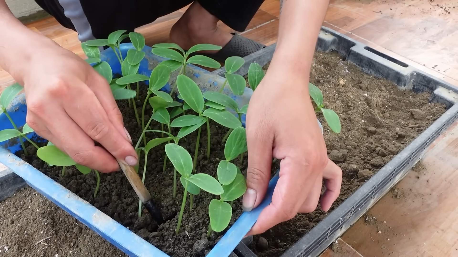 Gurken selber anbauen
