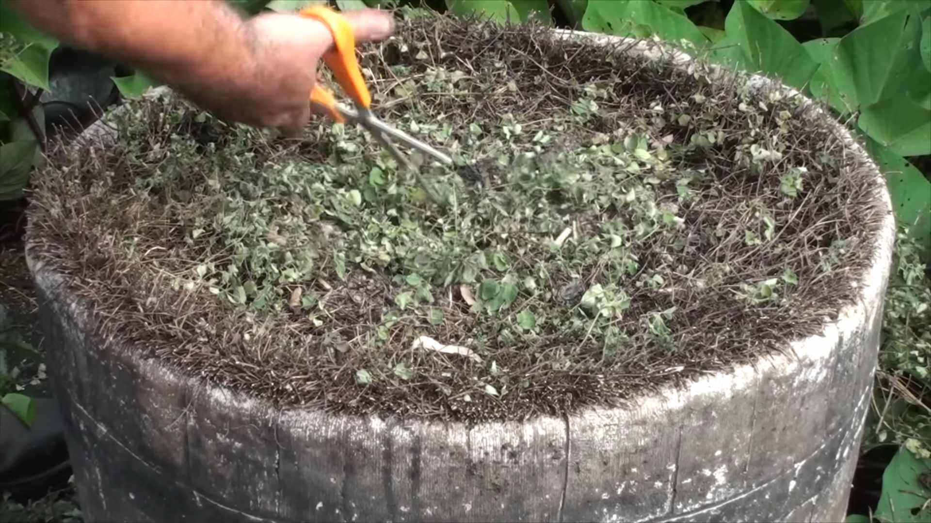 Oregano Zimmerkultur