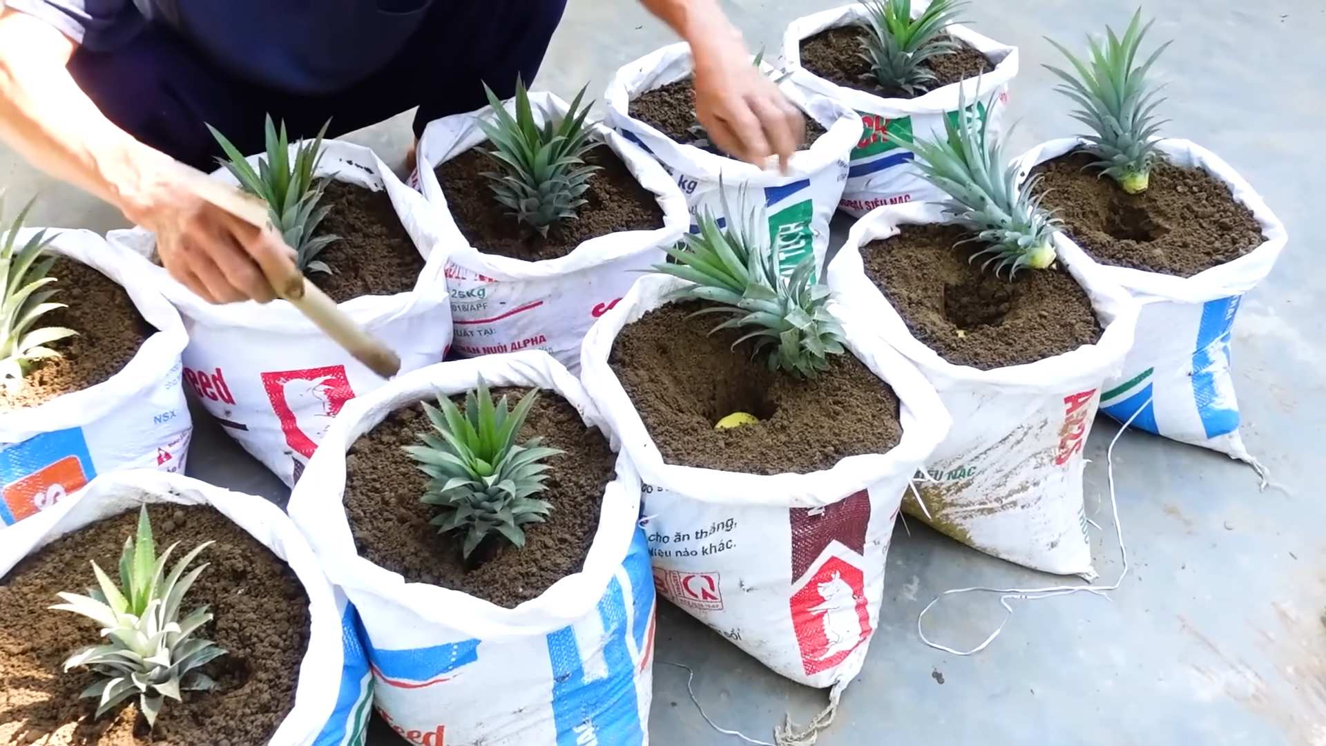 Ananas Garten Anbau