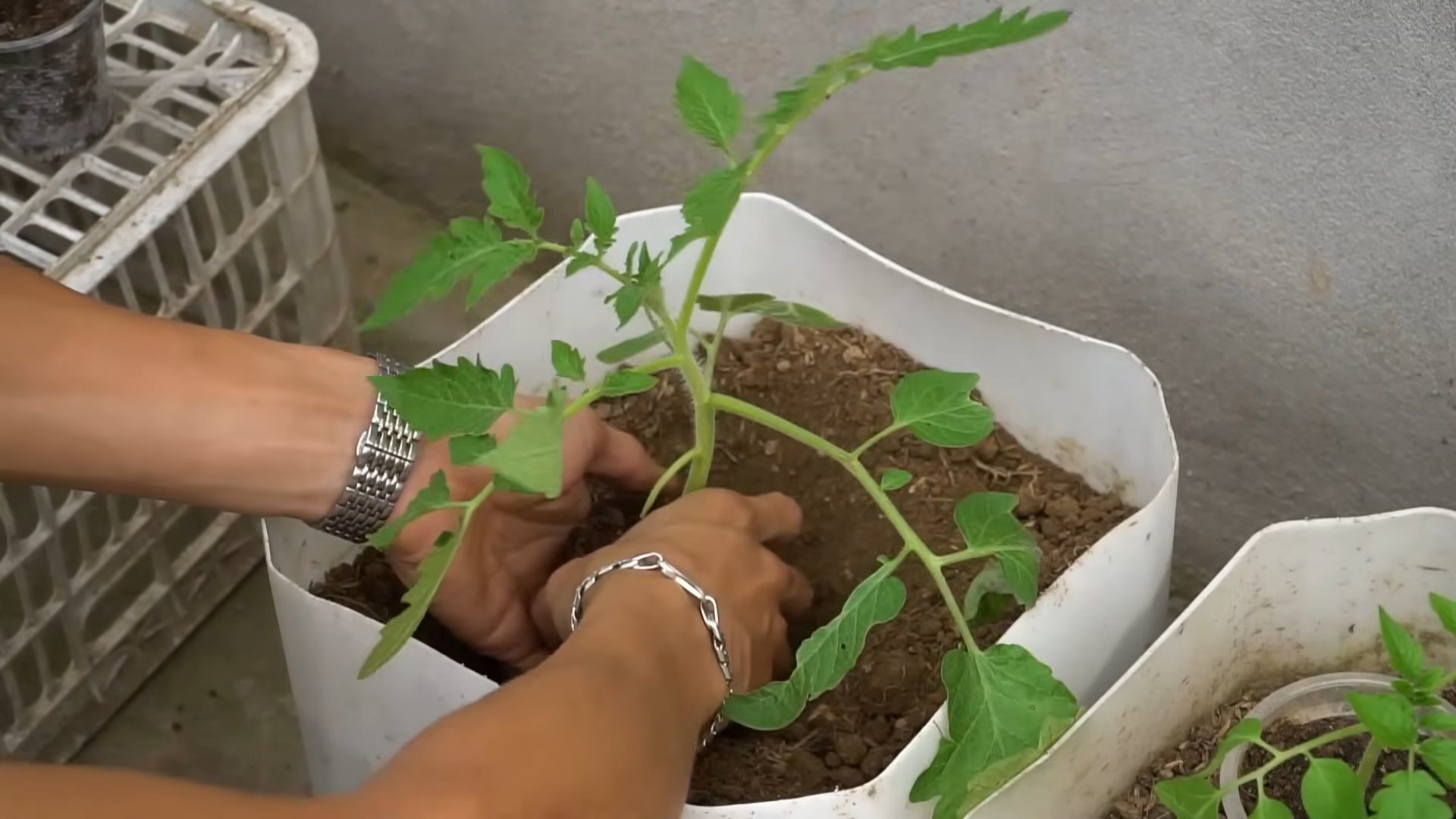 Tomaten Ernte verarbeiten