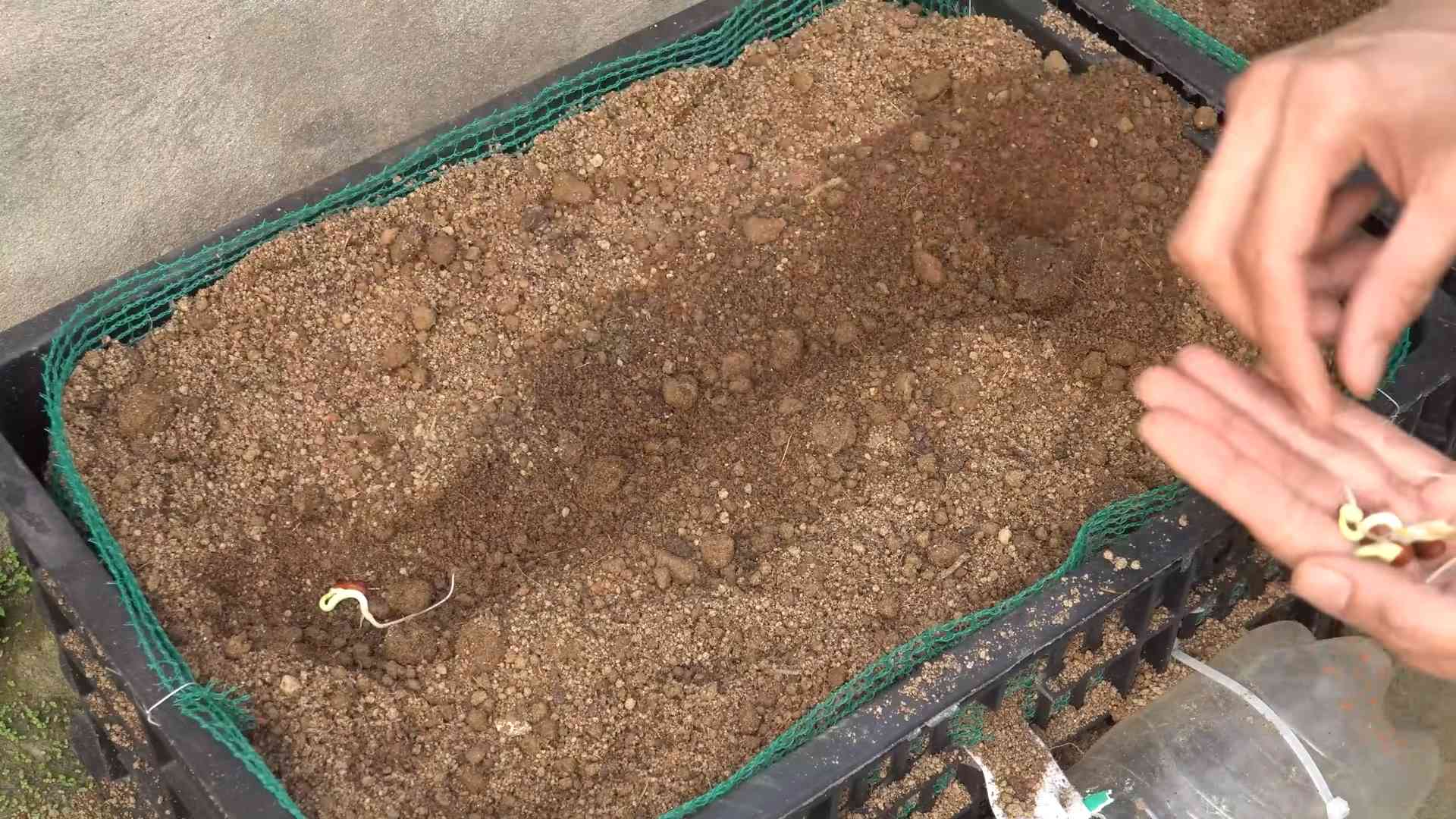 Stangenbohnen einfach anbauen