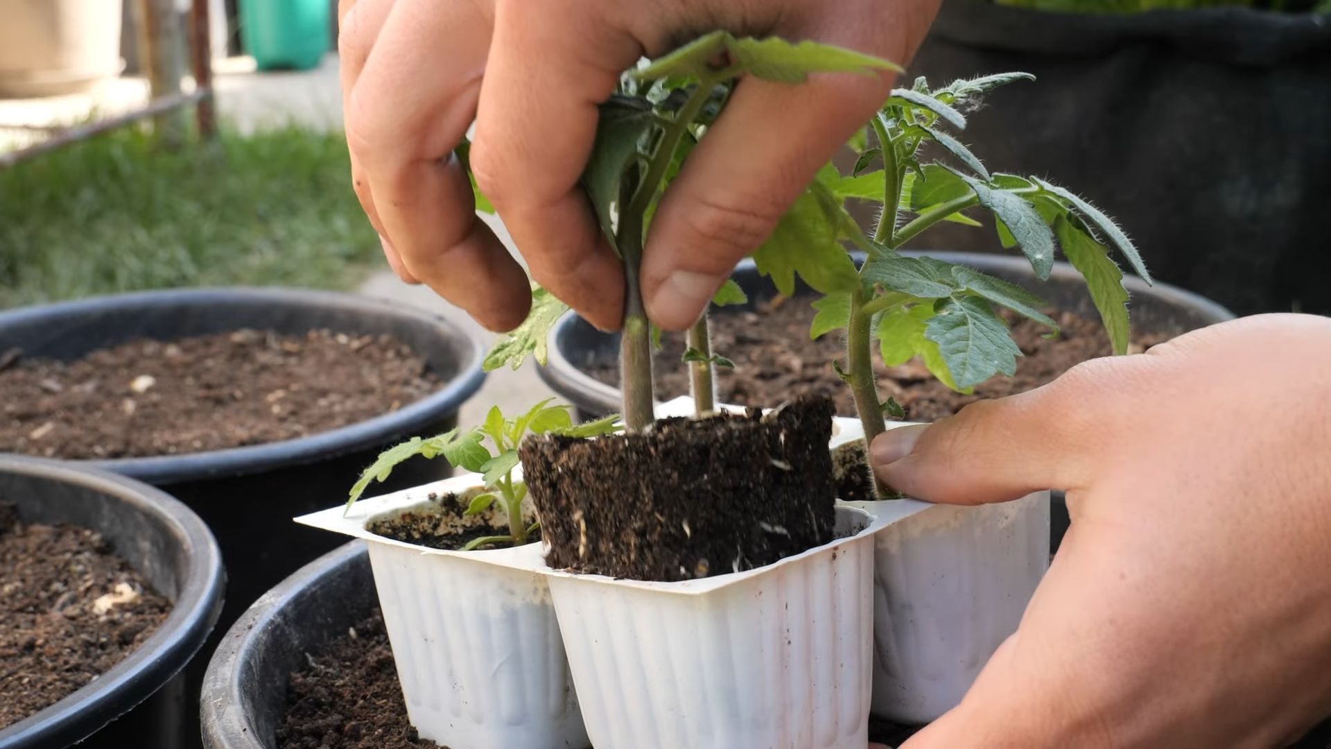 Kirschtomaten Anbau für Anfänger