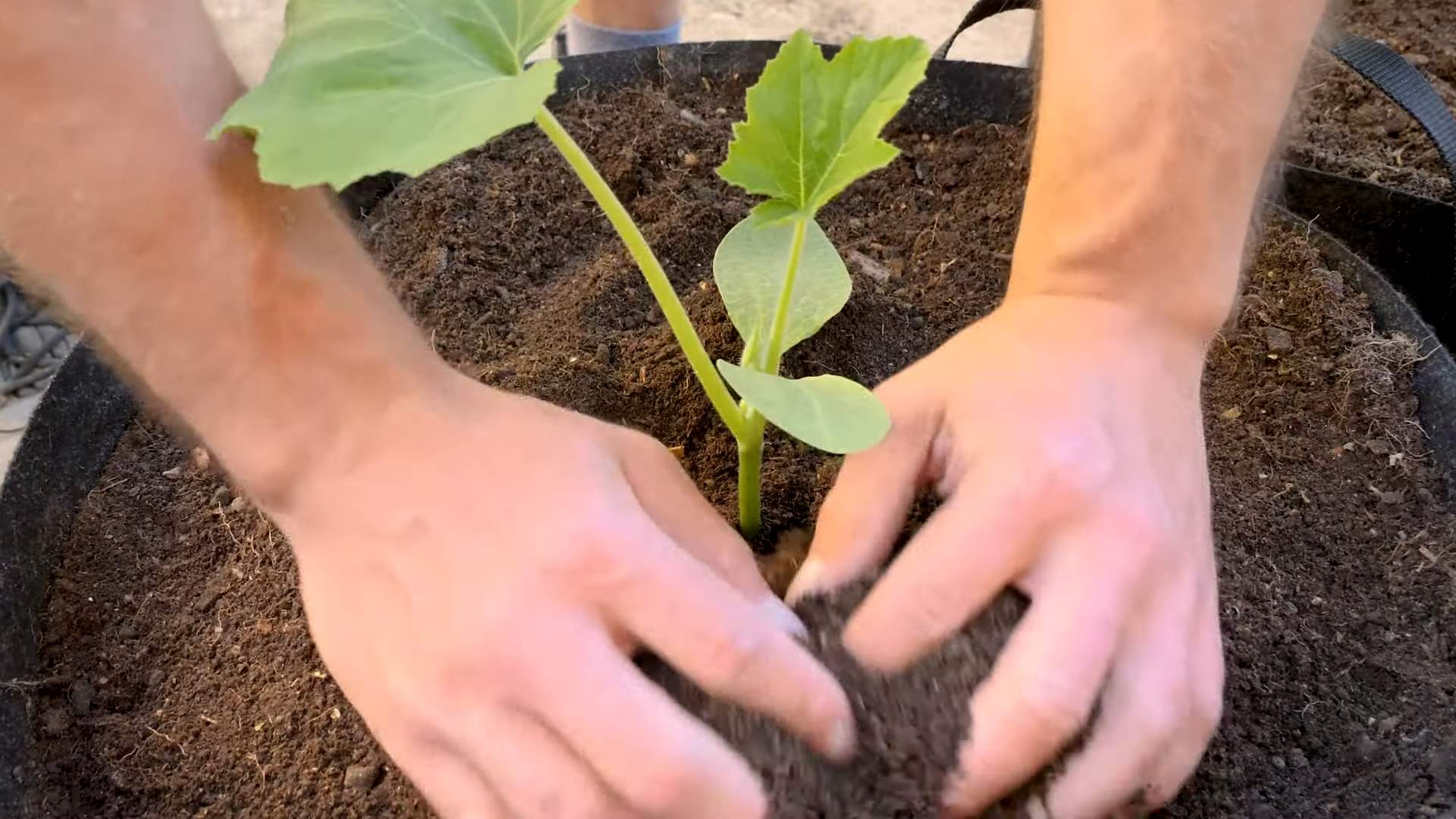Sommer Kürbis Anbau Zuhause