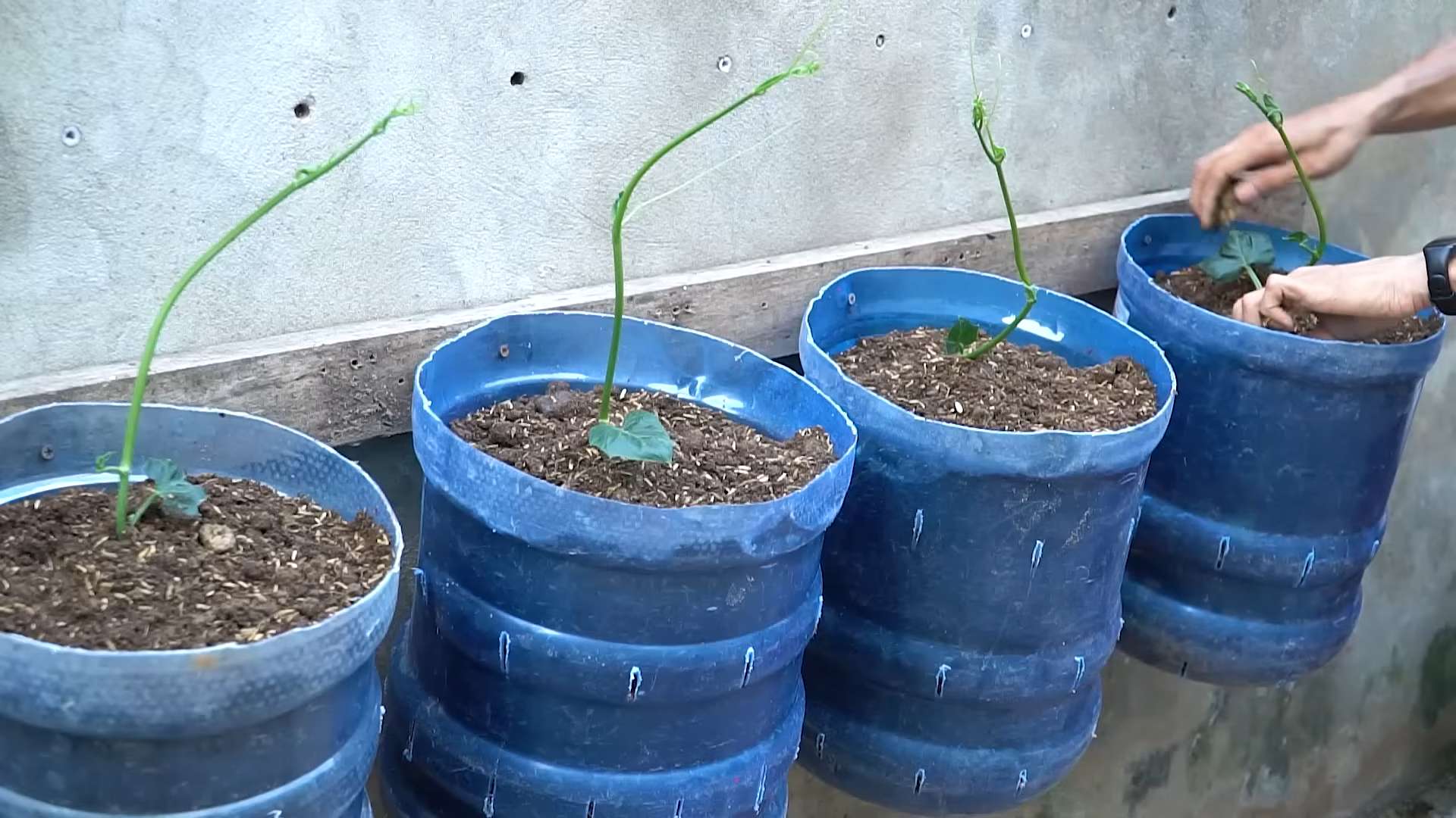 Chayote Anbau Tipps