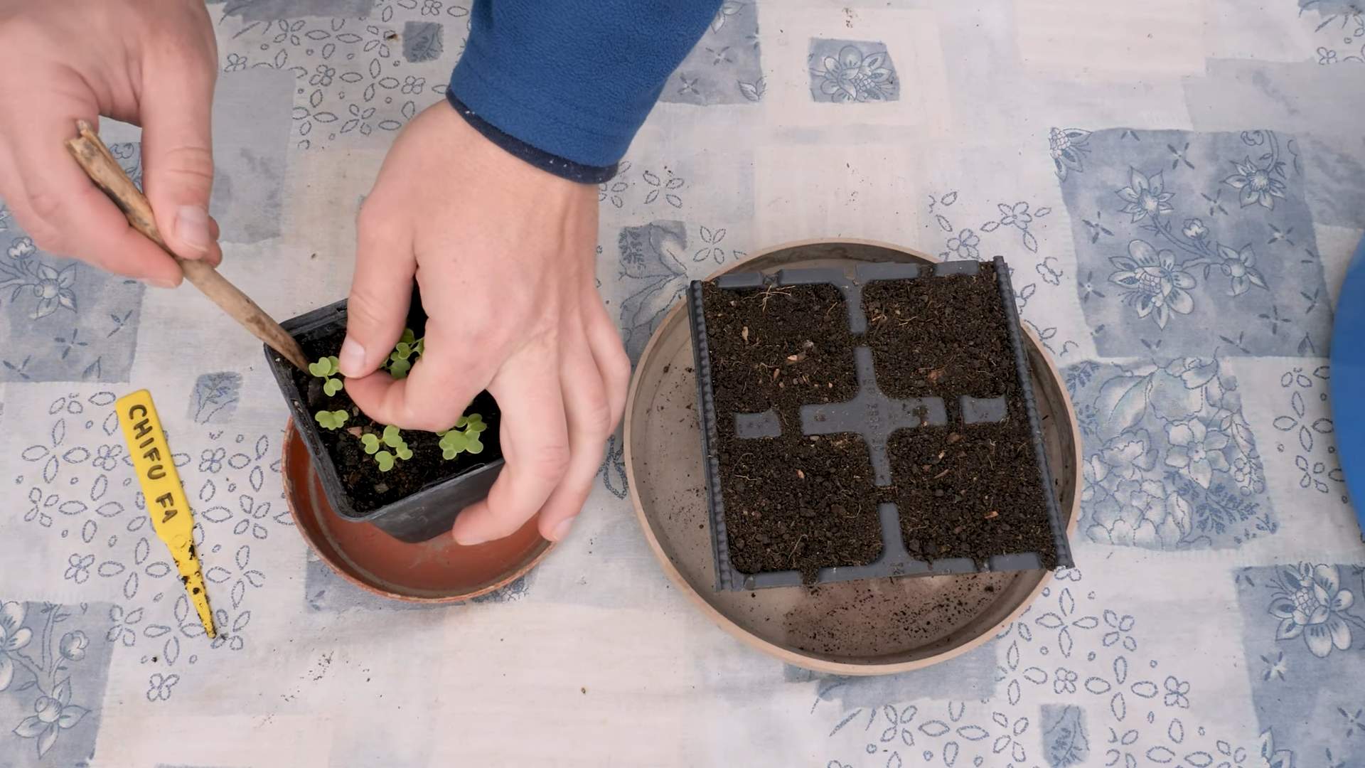 Bok Choy Anbau Pflanzsack