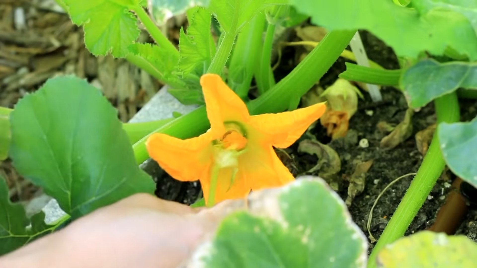 Zucchini Anbauanleitung