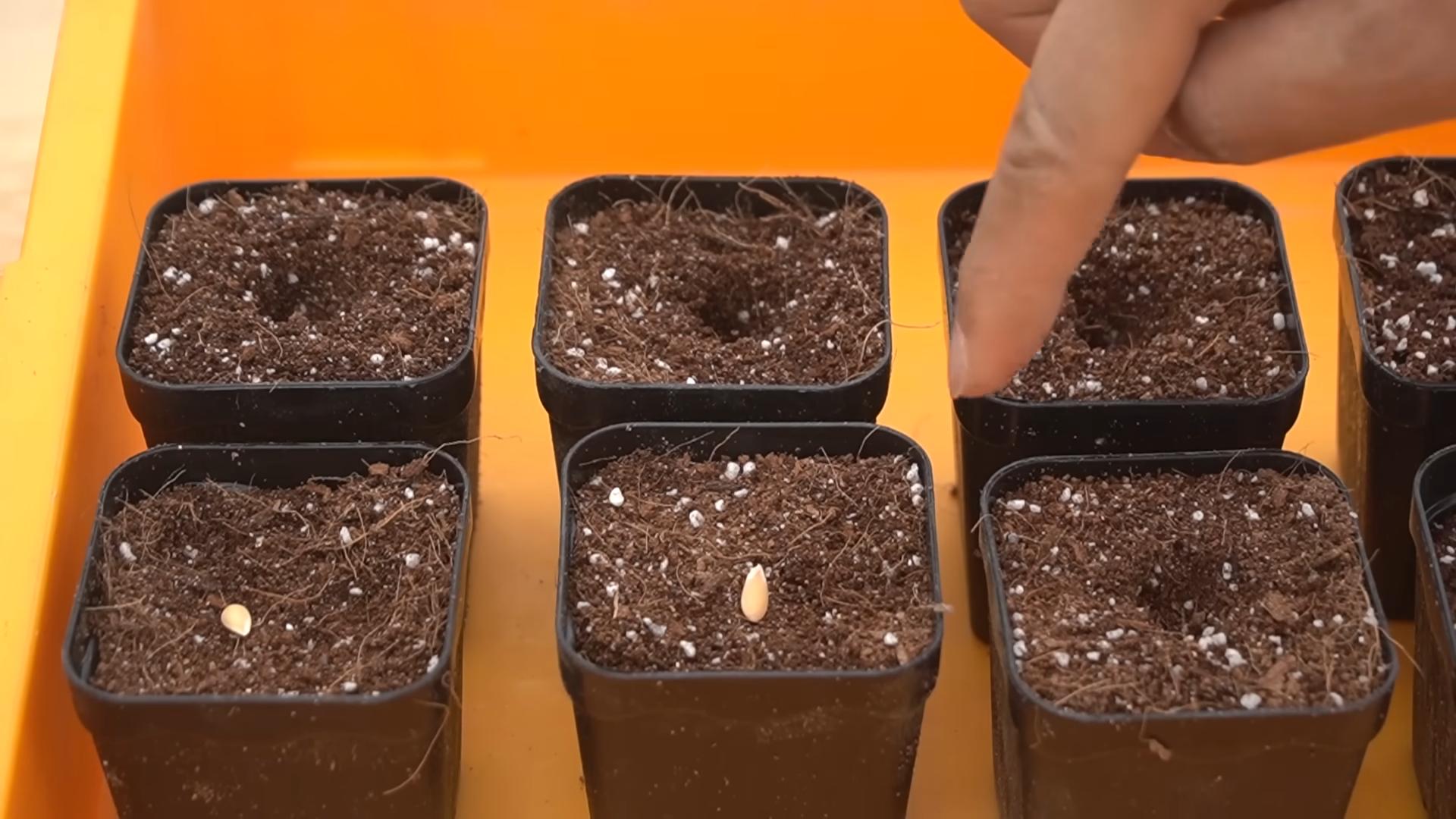 Melonen ernten leicht gemacht