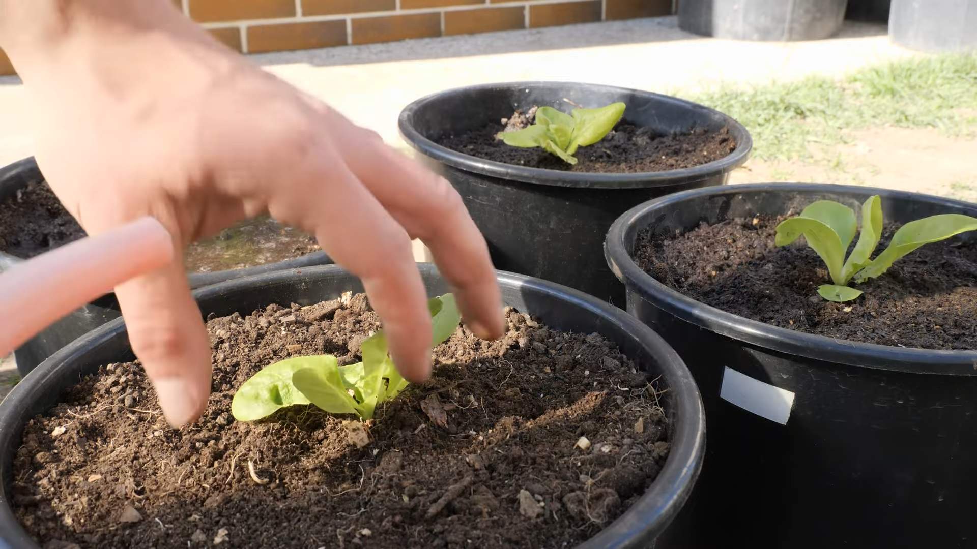 Frische Salat länger haltbar machen